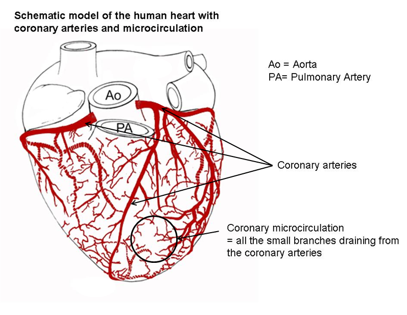 collateral circulation in the heart